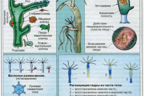 Ссылка кракен даркнет маркет vtor run