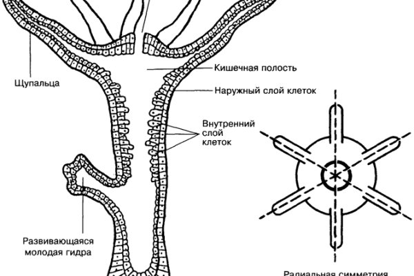 Ссылки tor кракен